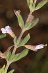 Florida calamint